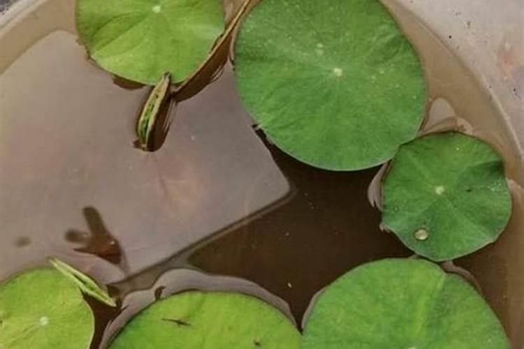 硝态氮肥有哪些特点？
