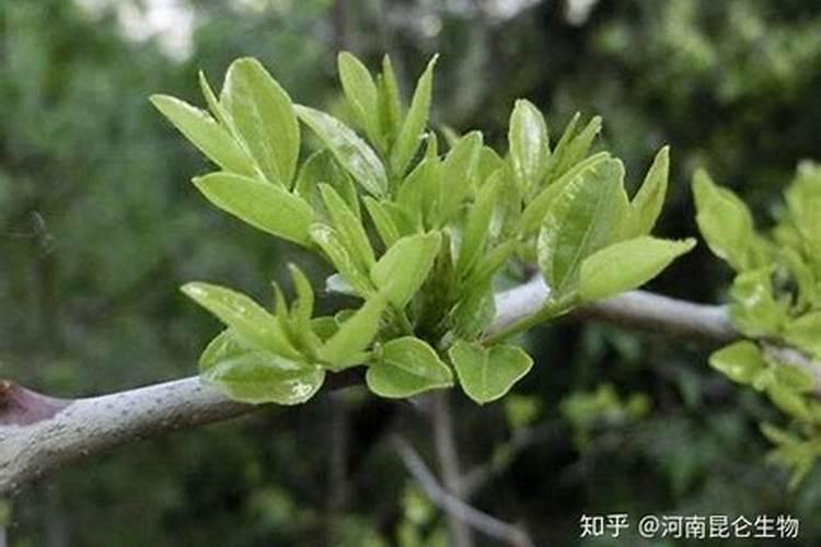 枣树哪时候适合施肥 枣树什么时候施肥