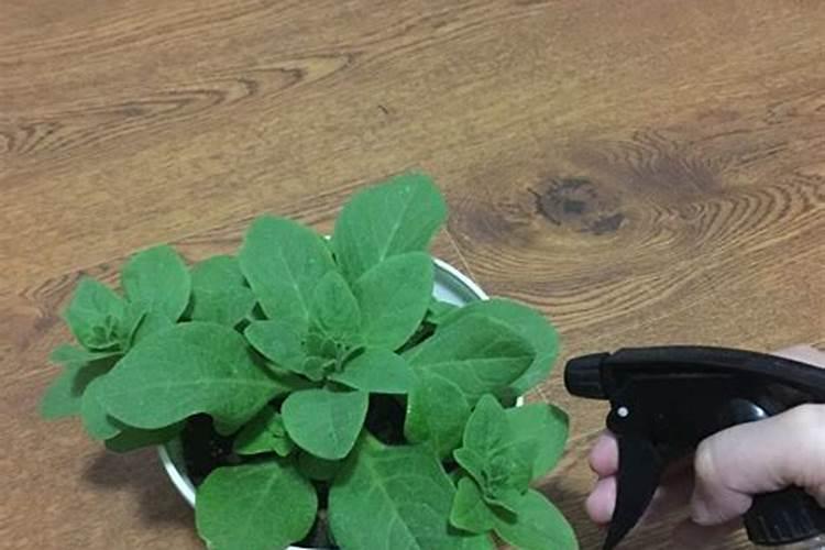 怎样用磷酸二氢钾给花施肥