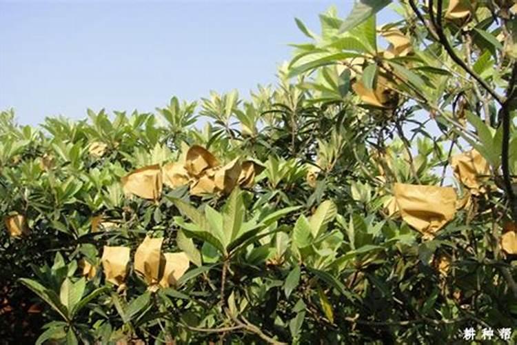 夏天三角梅施什么肥 注意事项有哪些