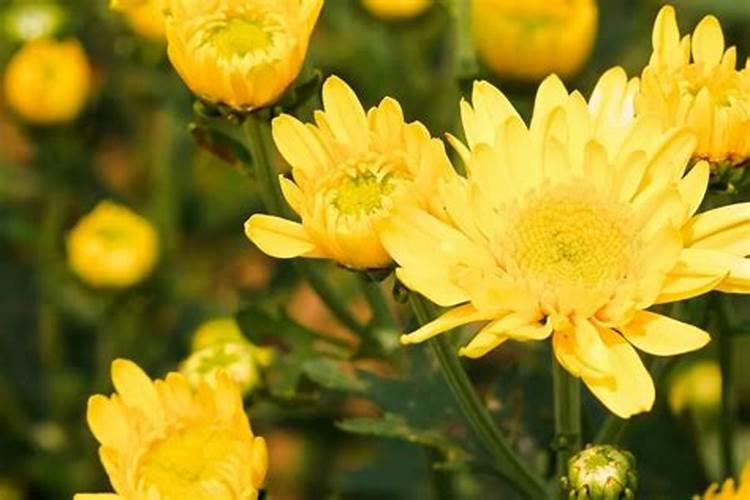 玉米使用叶面肥有什么效果？ 芹菜叶斑病的发病特点及防治方法