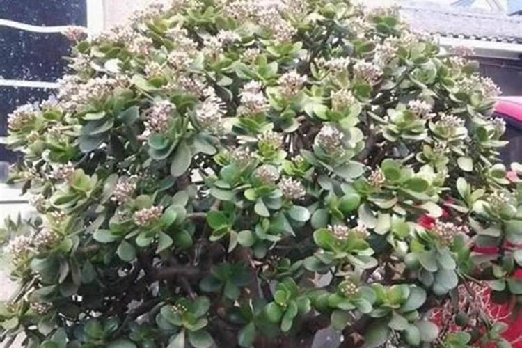 花生黄叶用什么肥料比较好？