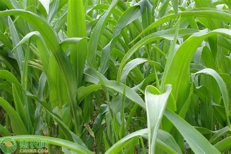 种植小白菜追肥的时候,用哪种肥料最好？
