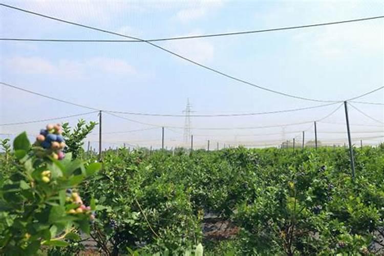 小幸福树夏天怎么浇水 小幸福树夏天浇水方法