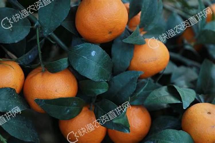 沙糖桔枝条细怎么办
