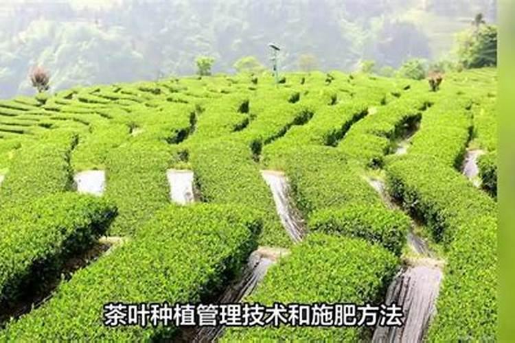 茶叶种植管理技术和施肥方法