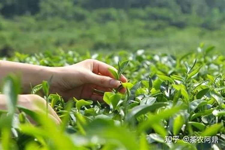 茶叶化肥使用方法如何使用 茶叶化肥使用方法