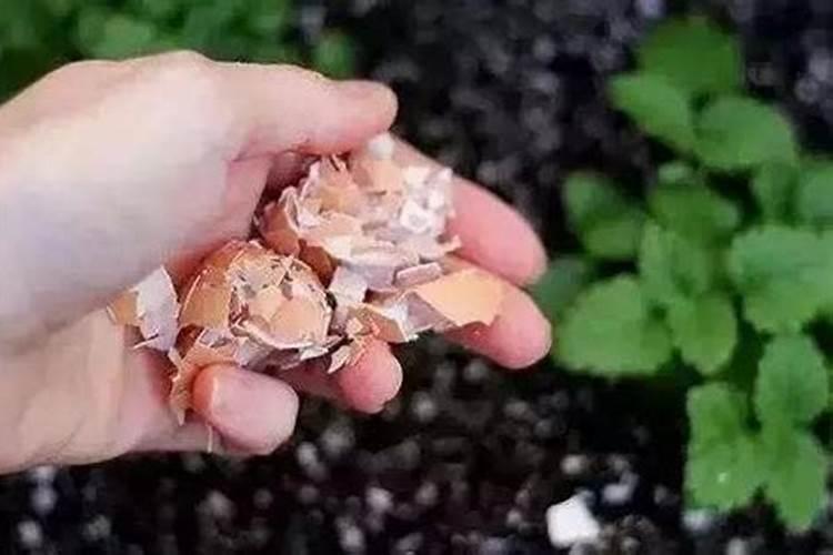 硝态氮冲施肥能不能在麦田使用