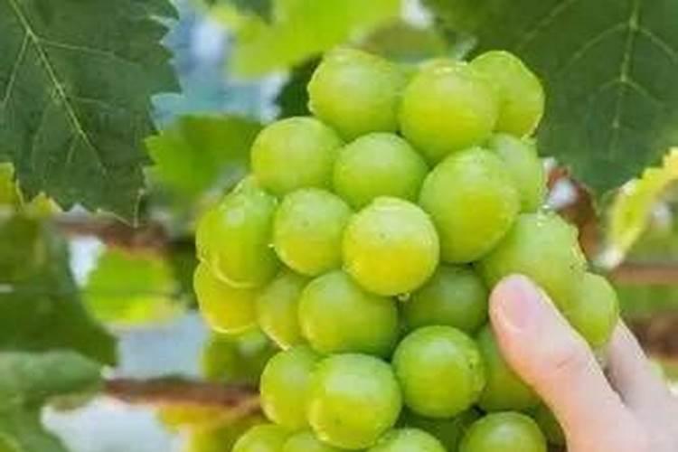 有机磷酸是危险化学品吗