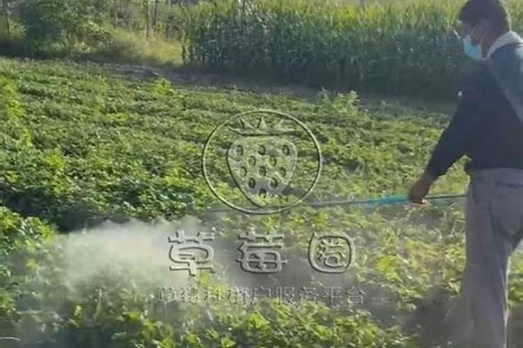 草莓苗种植多久能施肥怎么施肥才能使草莓长势好