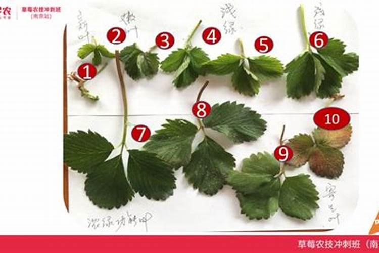 草莓各个时期的施肥方案 草莓施肥时间和方法