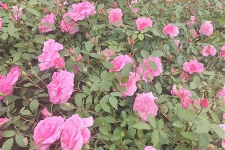 银杏的施肥时间和方法冬季银杏用什么肥料？