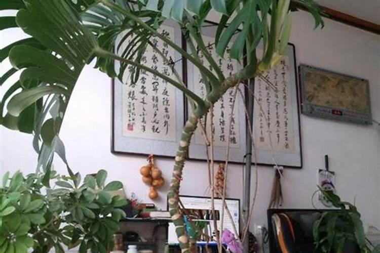 黄腐酸钾和腐殖酸钾有什么区别,它们的酸碱度约为多少,如果用于改良酸性...