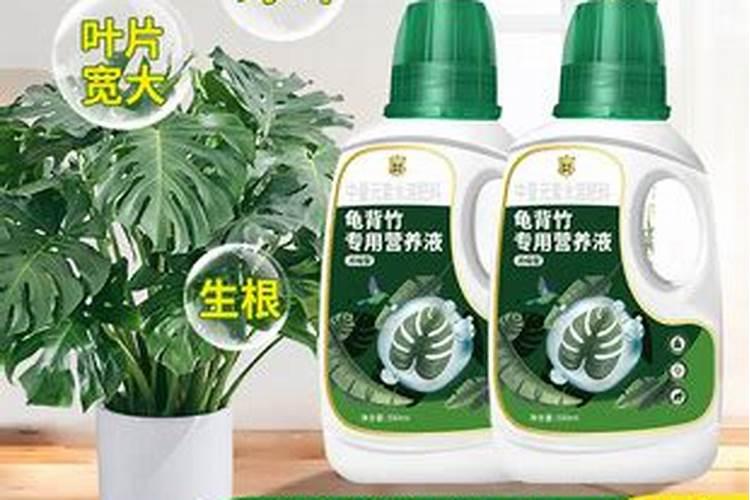 山茶花为什么会干死枝