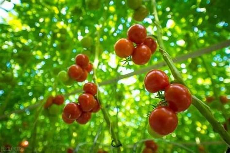 冬季蔬菜冲施肥应注意哪些问题