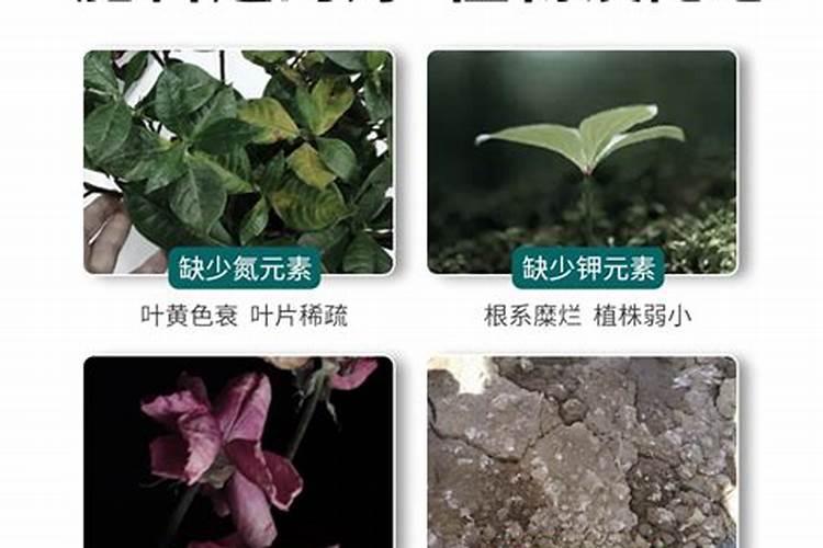 草莓苗叶子都剪光了能活吗