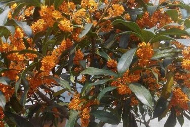 苹果树什么时候用水溶肥,怎么用最好