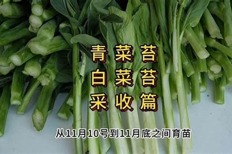 我家辣椒苗得病了,农业专业的看看是啥病