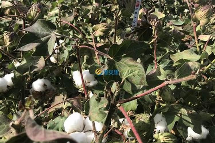 小叶紫檀施什么肥最好
