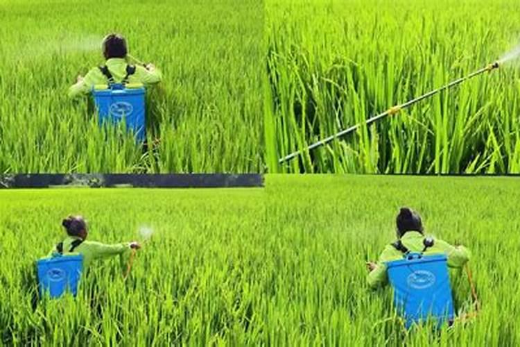 请问芸豆现在能打点叶面肥吗？