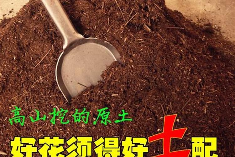 栀子花叶子发黄,叶子边缘干枯是什么原因？