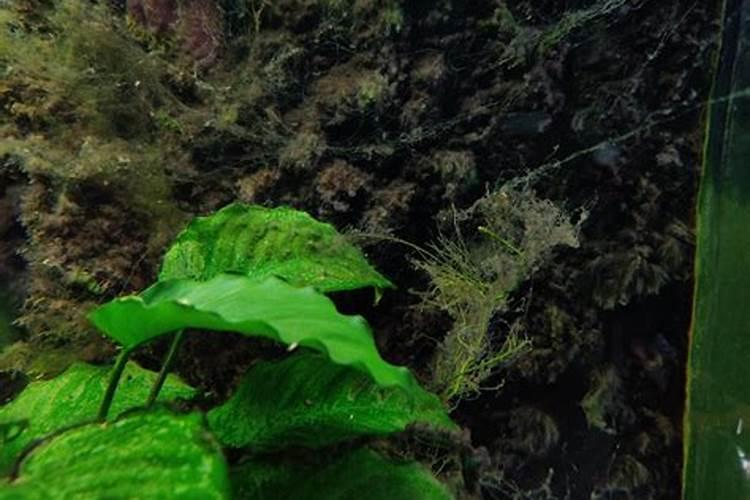 水草缸之常见藻类及治理