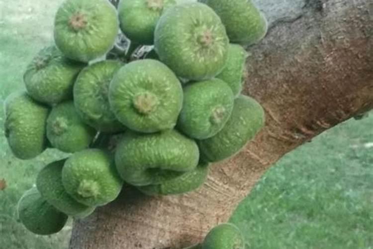 无花果用什么肥料最好
