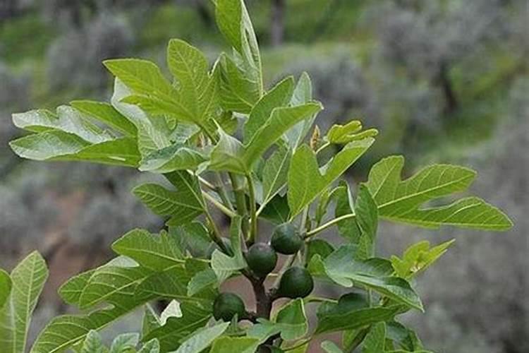 苹果树叶面喷钙、化学除草、叶面喷肥