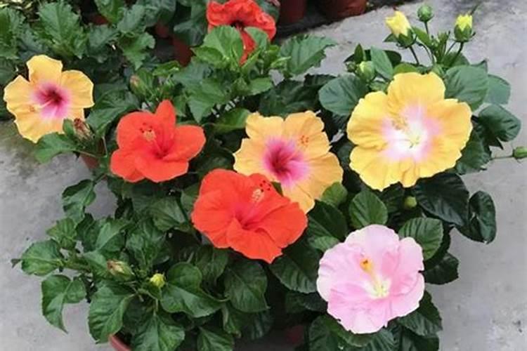 冬季如何养扶桑花,来年才能开花多？