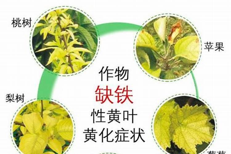 石灰性土壤石灰性土壤的主要障碍因子