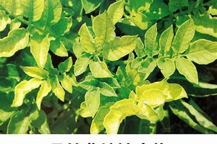 丝瓜种植中如何解决缺素问题