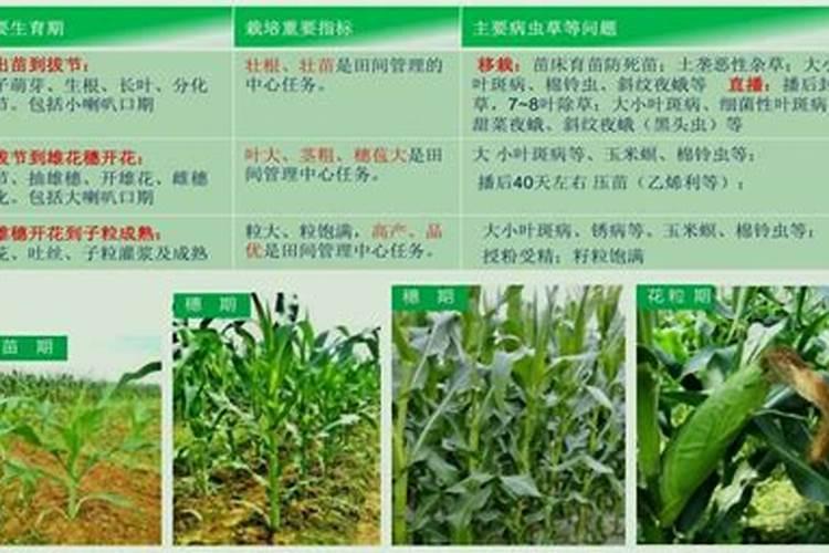 矮向日葵发芽后多久移植