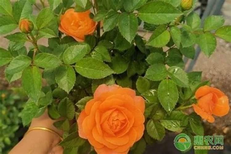 月季开花用什么肥