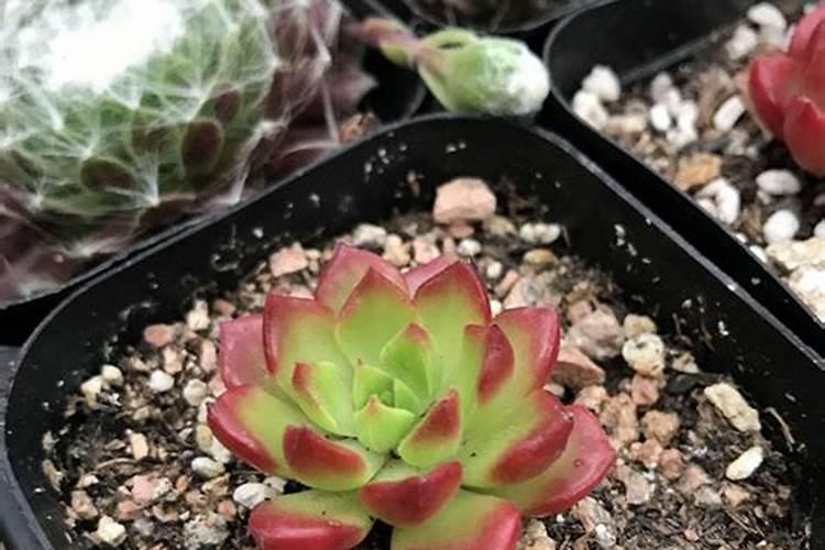 多肉蒂亚怎么让叶片变厚