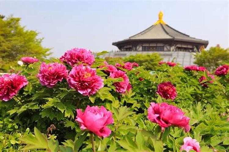 盆栽牡丹用什么肥(盆栽牡丹专用肥料指南,挑选与养护技巧)