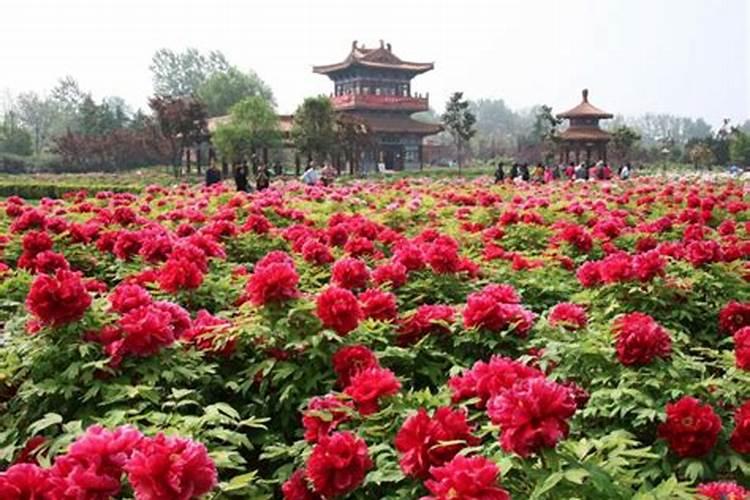 牡丹花喂什么肥开花更鲜艳