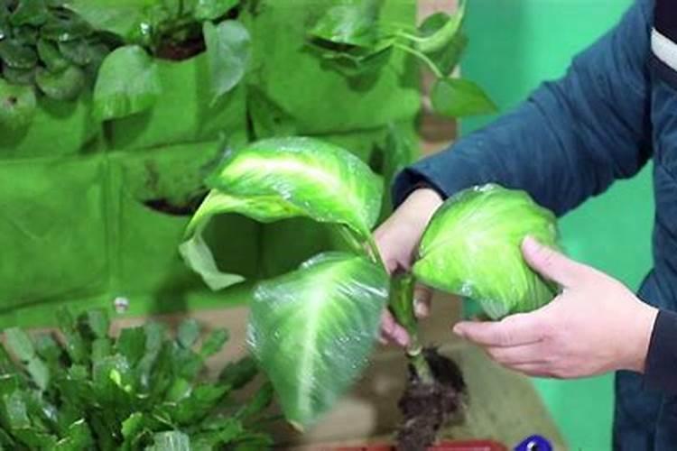 农用硝酸钾的作用与用途 农用硝酸钾的作用与用途是什么