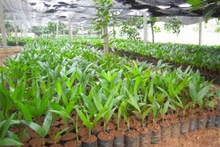 种花施肥口诀 各种花的施肥方法