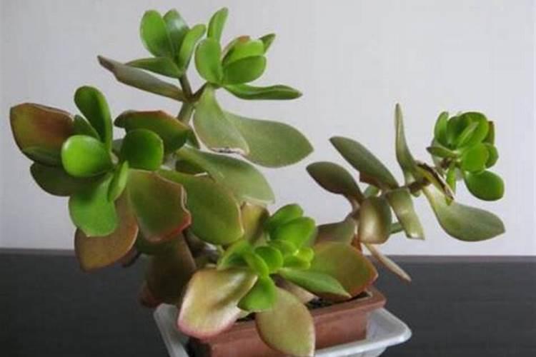 玉米幼苗喷芸苔素后果会怎样