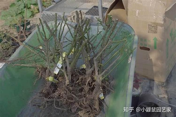 为什么豆角不能用磷酸二氢钾,附豆角的种类