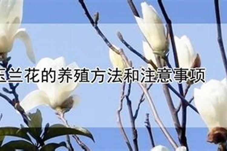 盆栽玉兰花夏季枯叶怎么办