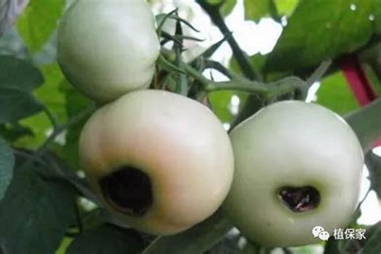 西红柿上啥肥料膨果快