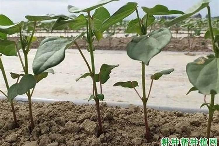 为什么粉砂性土壤适合种棉花