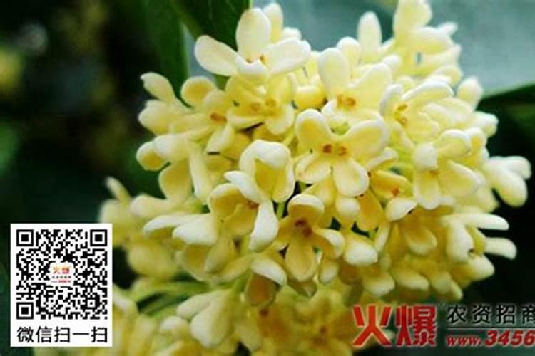 脲甲醛复合肥的优点和缺点是什么替代