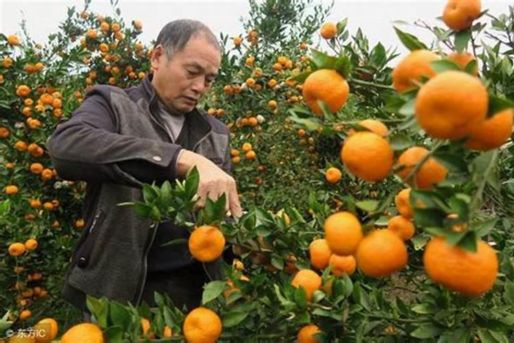 种植沙糖桔南丰蜜桔马水桔和金桔用什么叶面肥好？
