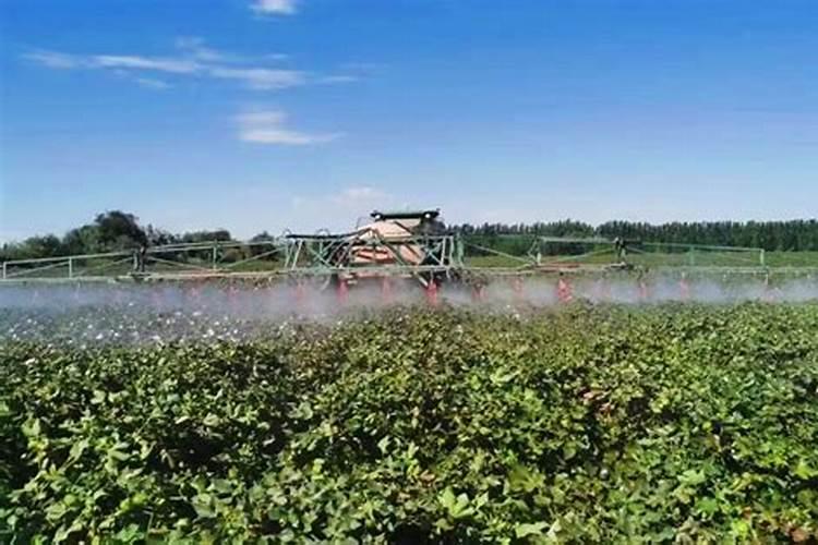 腐植酸水溶肥是什么？它有啥作用呢？