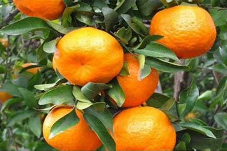 含腐植酸水溶肥料使用方法