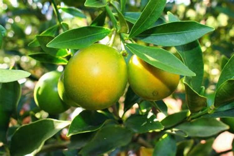 金桔盆栽秋天可以施肥吗(金桔树什么时候施肥最好)