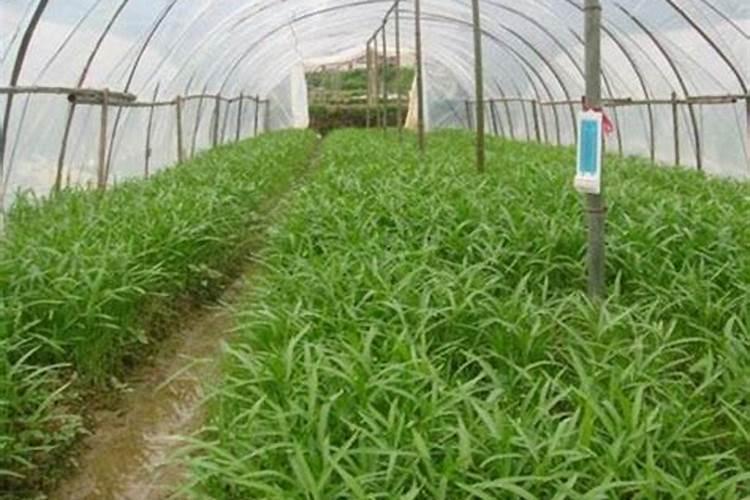 种小麦用什么肥料好
