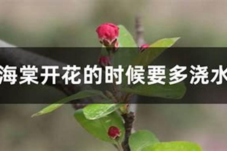 现在正是海棠的花期,可以施肥吗？